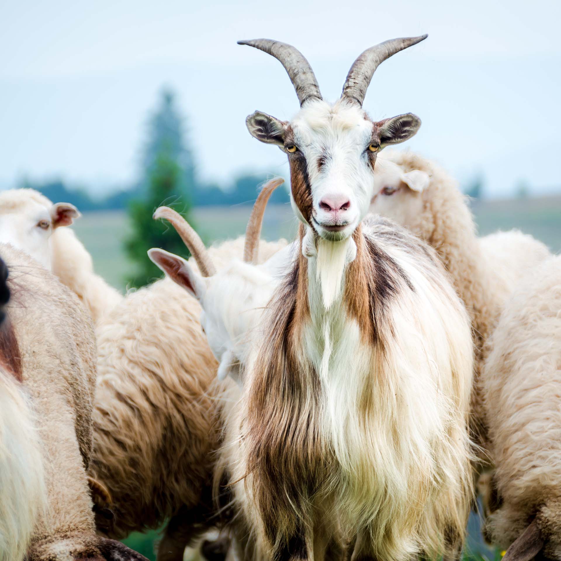 Lotus Kaschmir Duvet