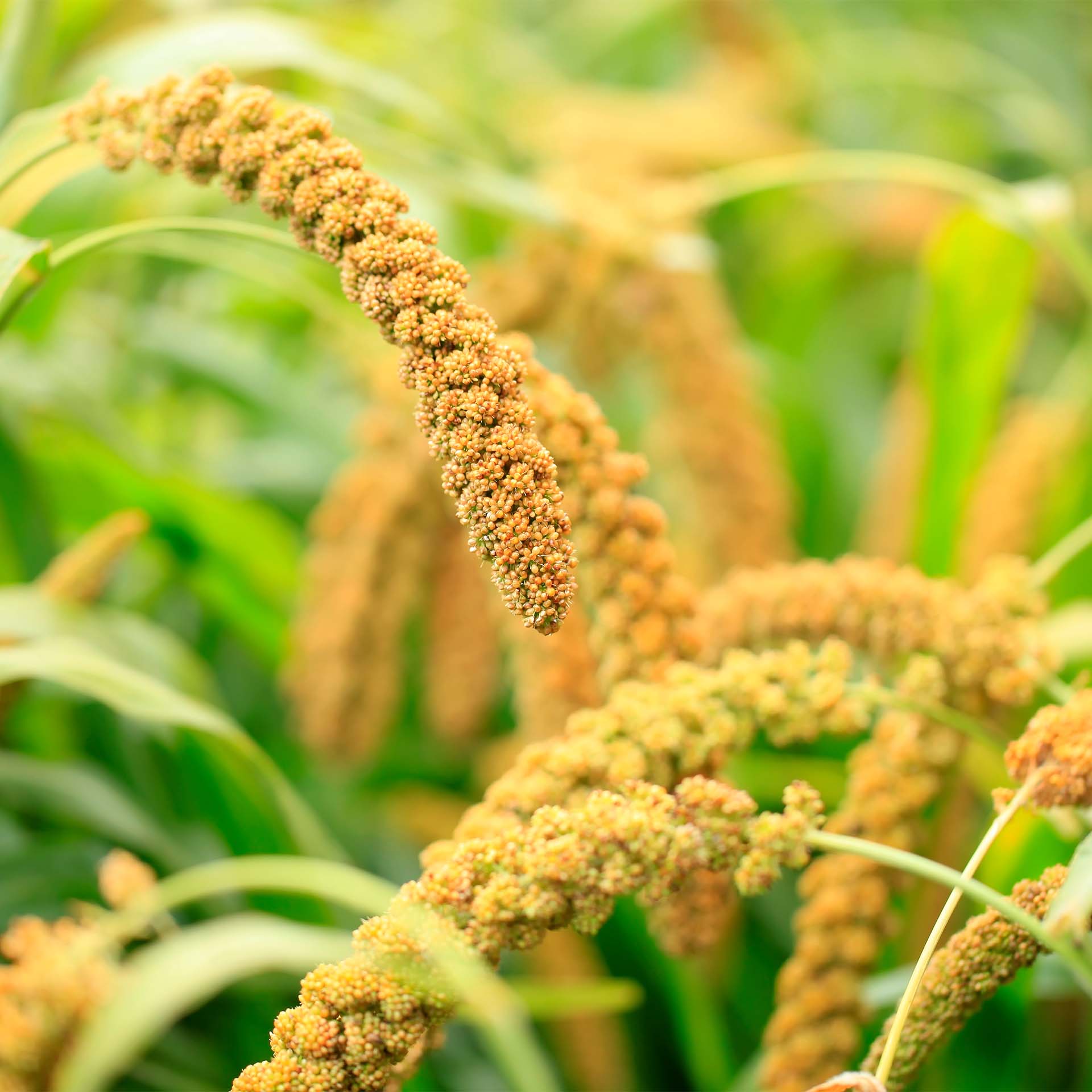 Erzstef millet pillow Erzstef millet pillow
